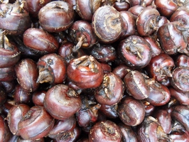 �c���鿴Ԕ��